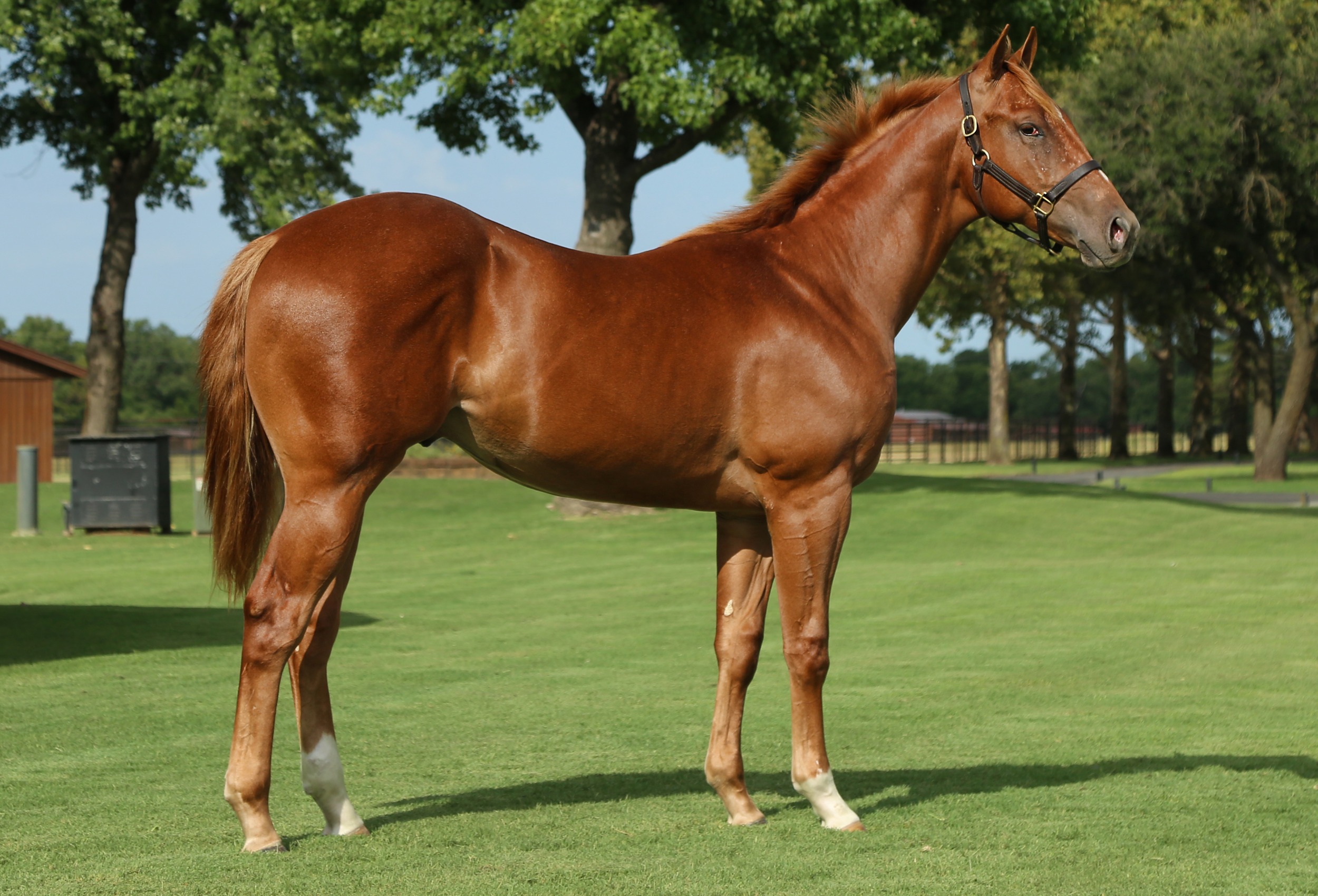 Hip #1064: Mr King Perry