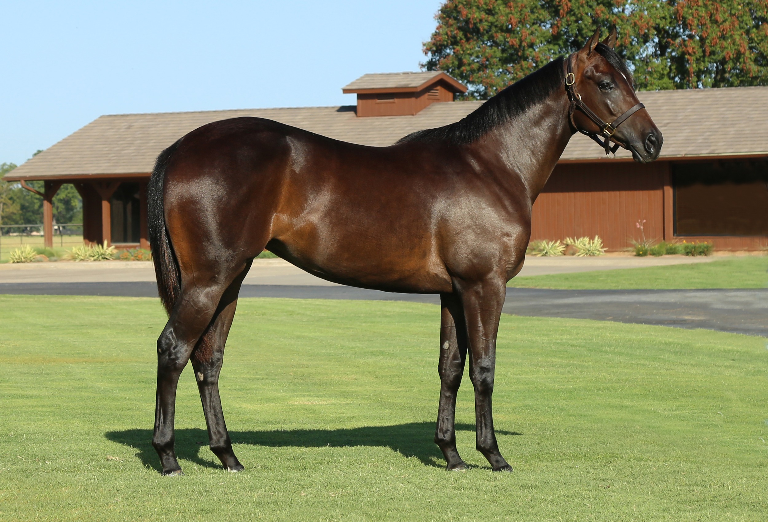 Hip #118: Shez Quick Money