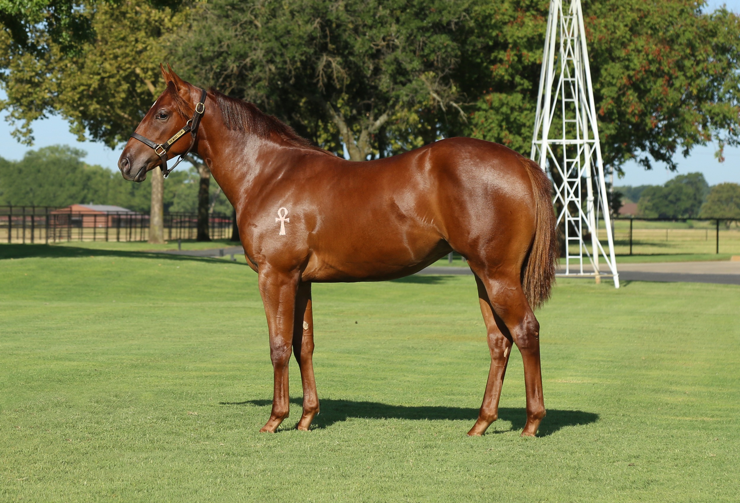 Hip #160: Relentless Assured