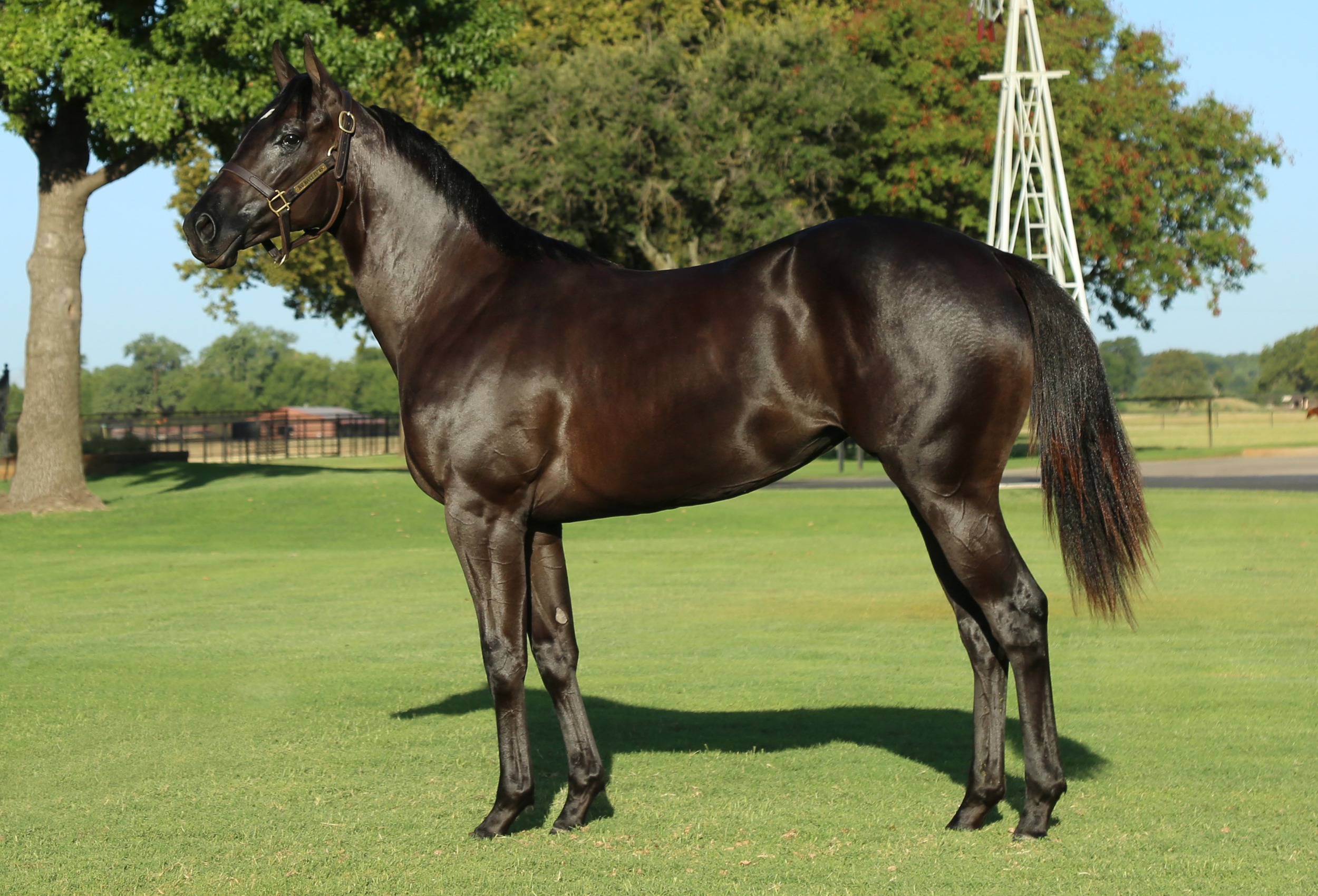 Hip #178: Relentless Raven