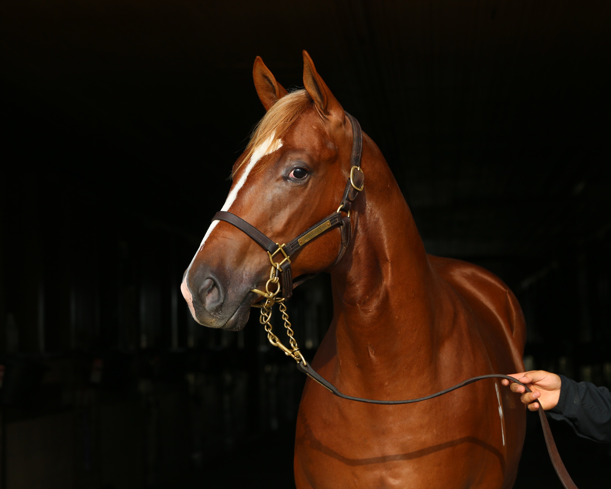 Captain Relentless, a 2025 sorrel colt by Hes Relentless