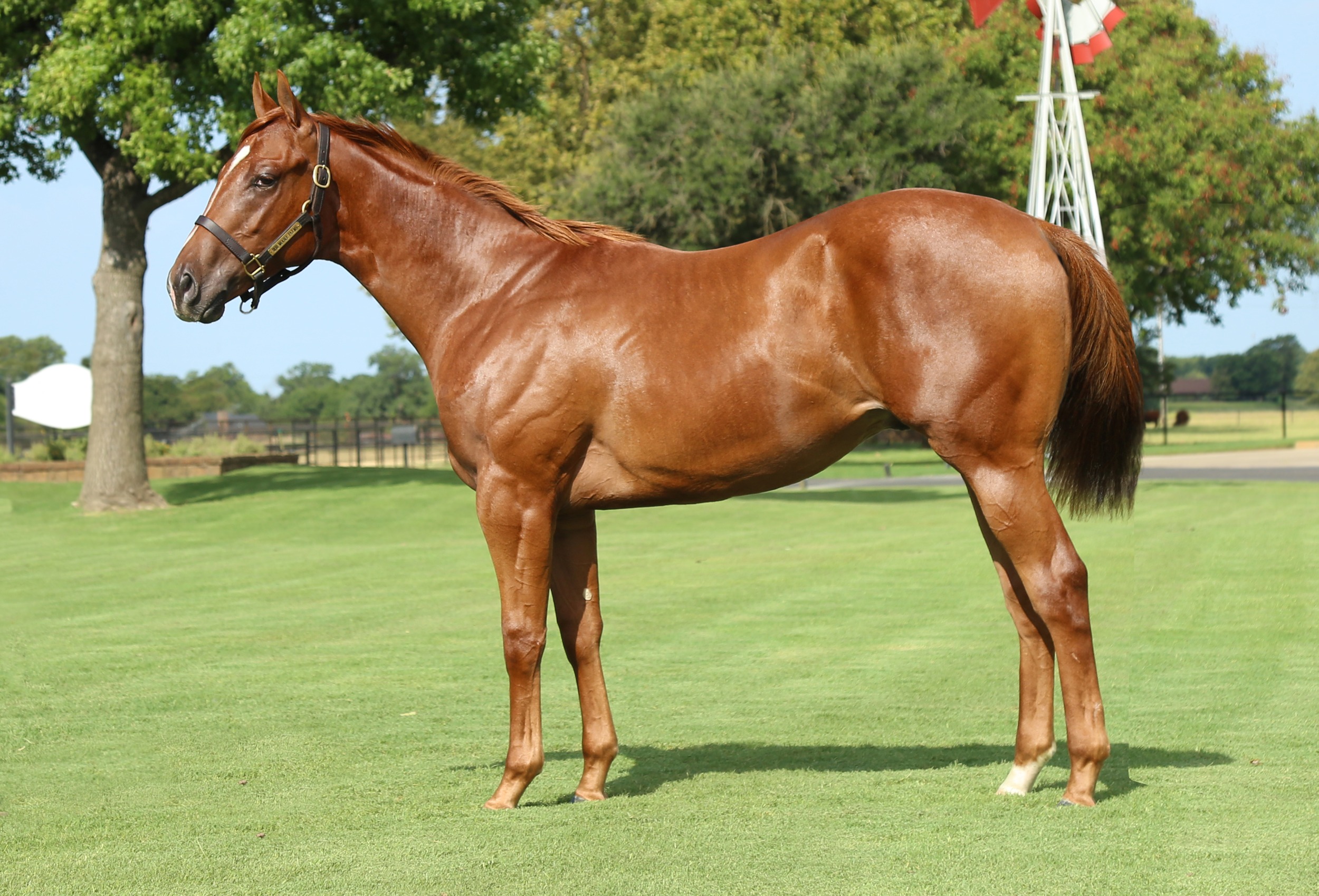 Hip #291: GF Red Runner