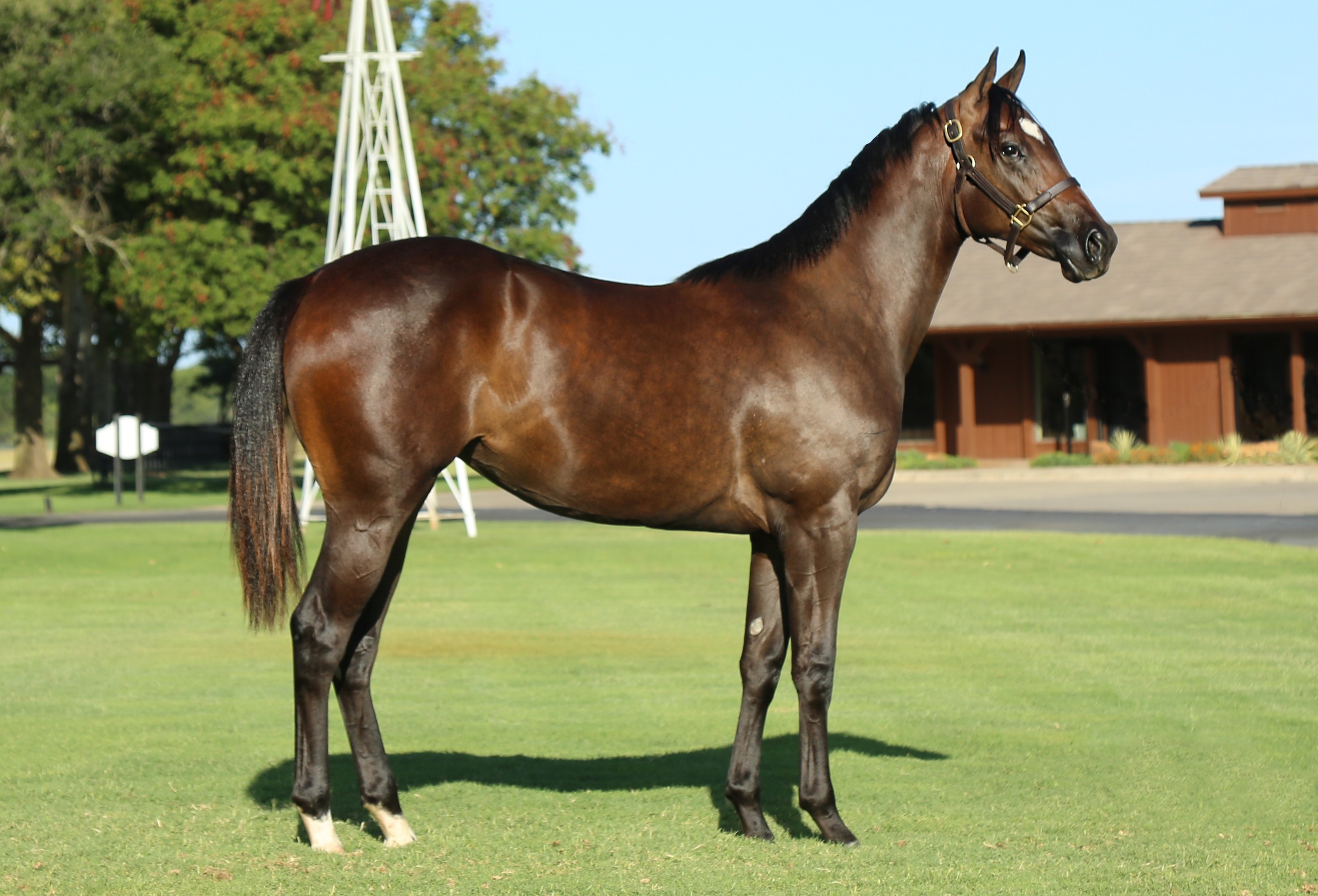 Hip #293: Ravishing Ruby TT