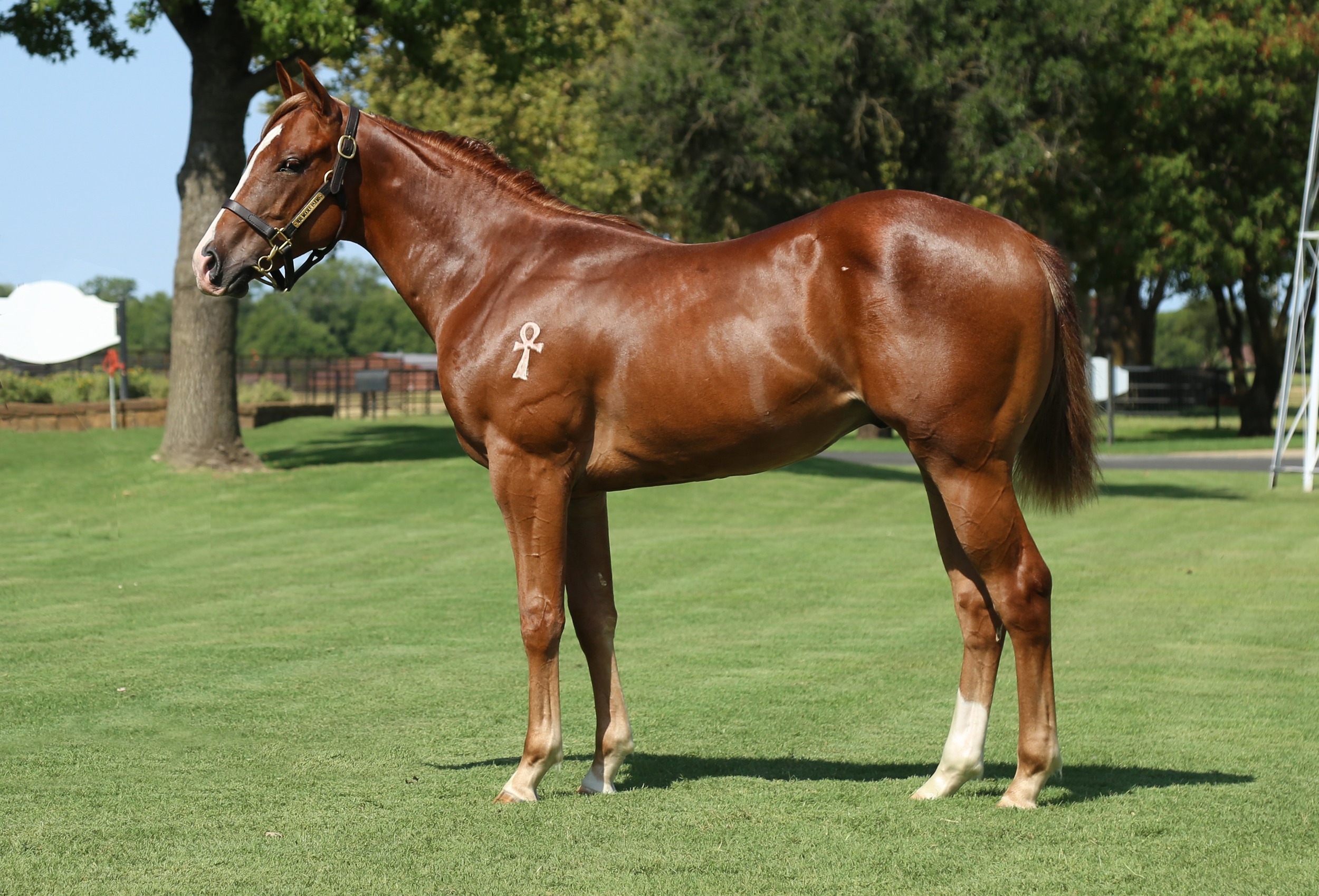 Hip #351: General De Villa