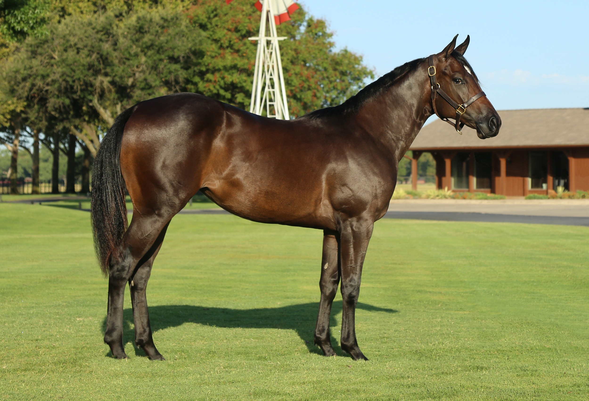 Hip #40: Shes A Win Dynasty