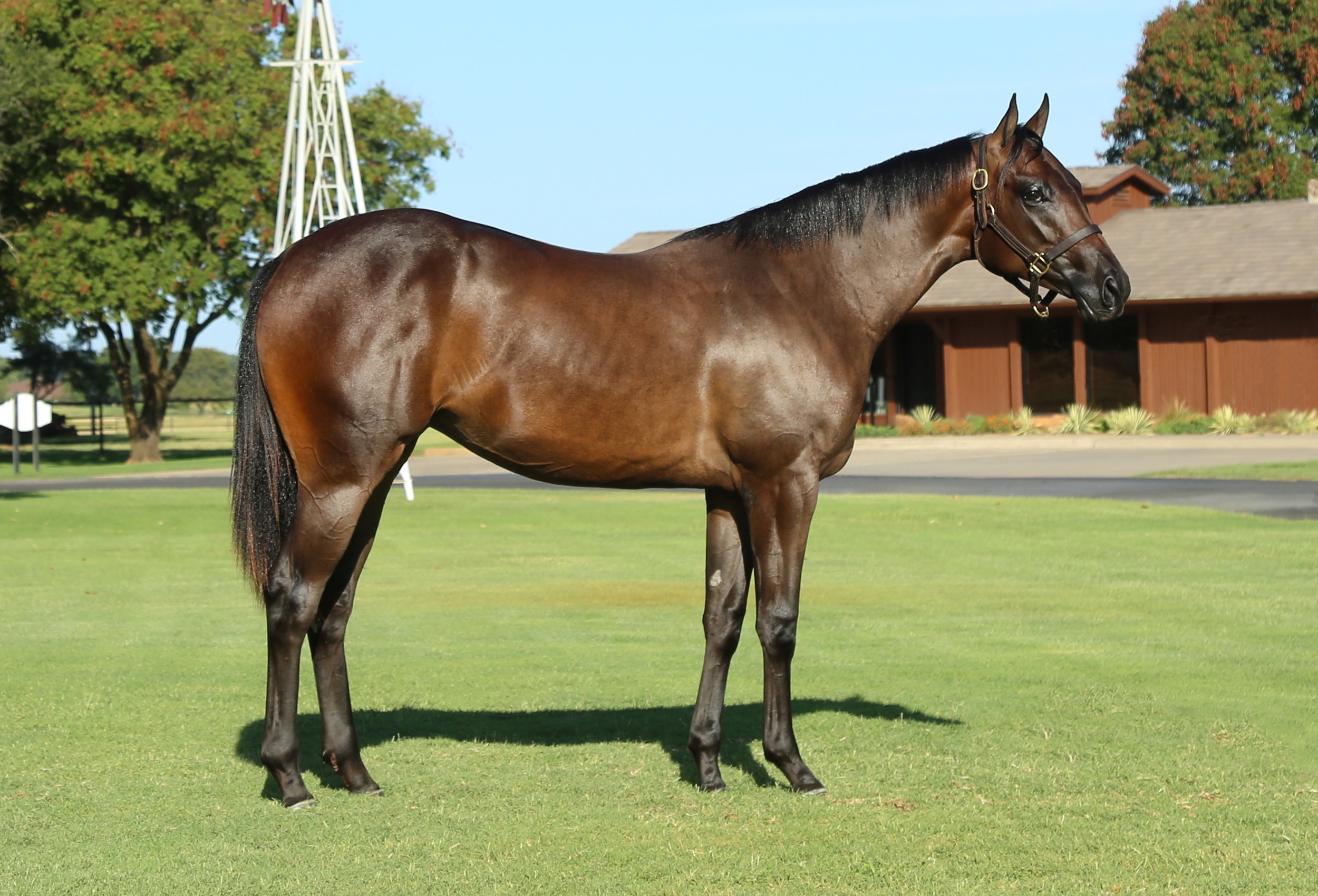 Hip #450: Sheza Relentless