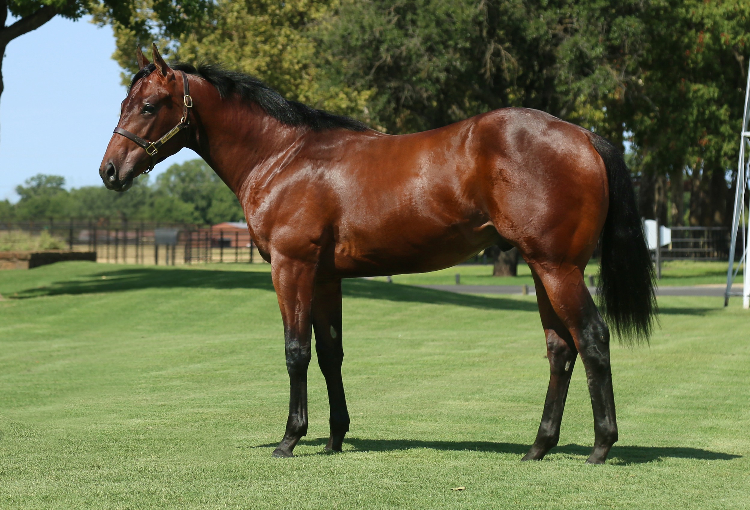 Hip #552: Uptown Dynasty 369