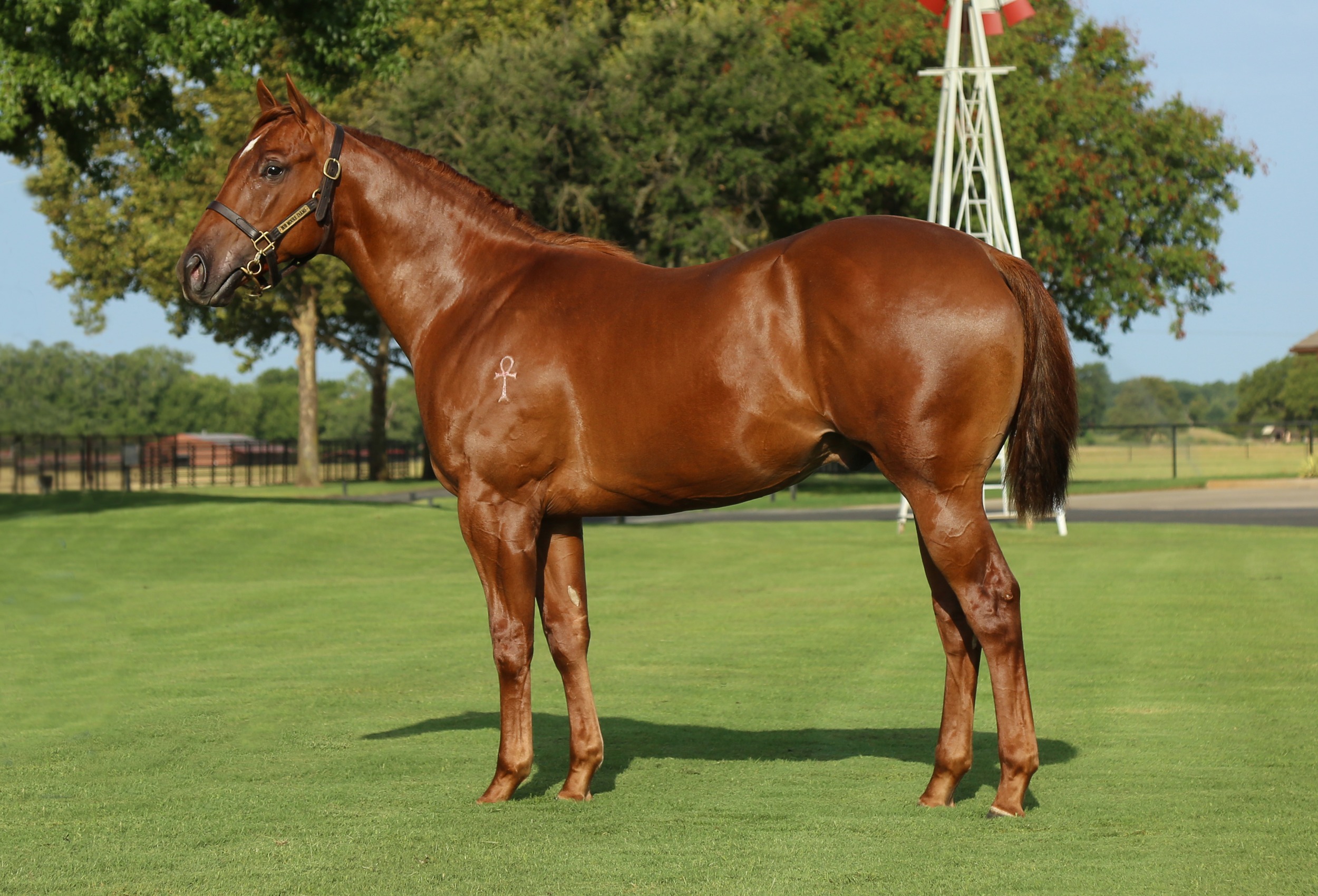 Hip #684: Cyber Legend