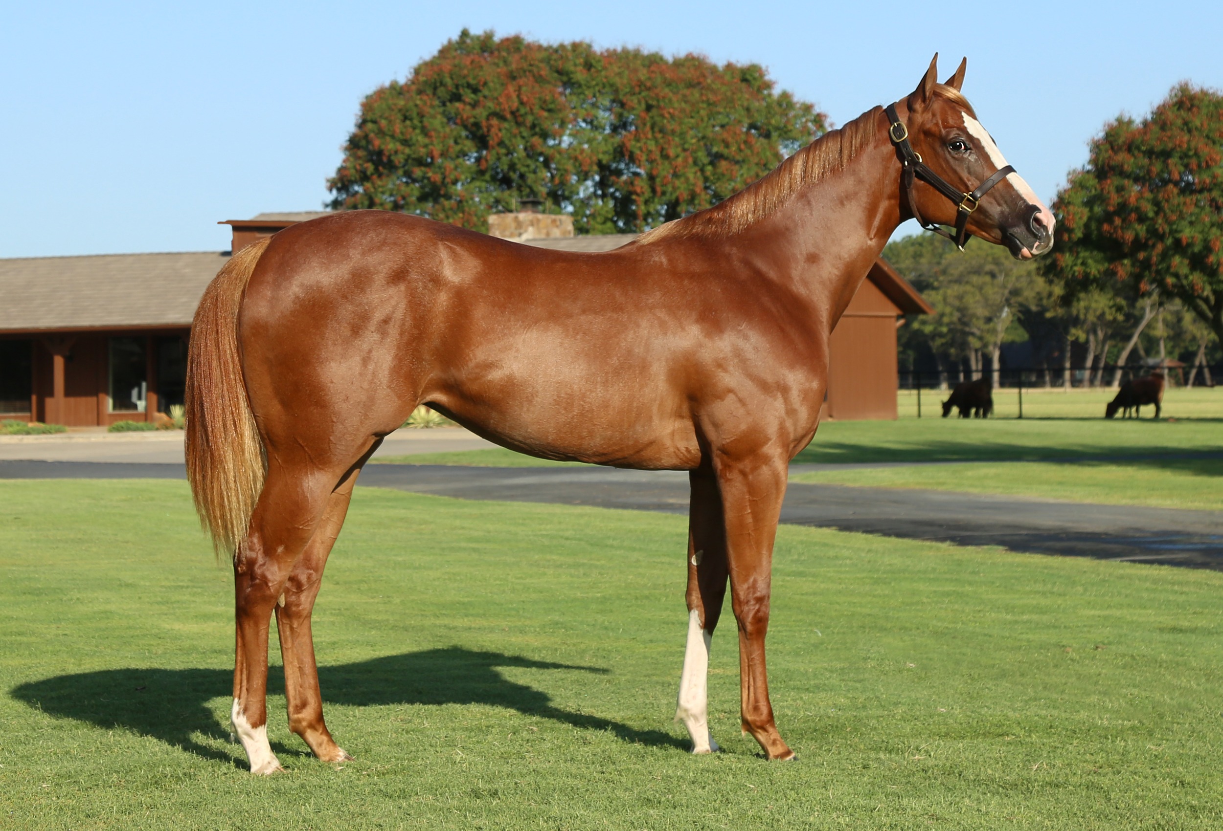 Hip #685: Rhockstar