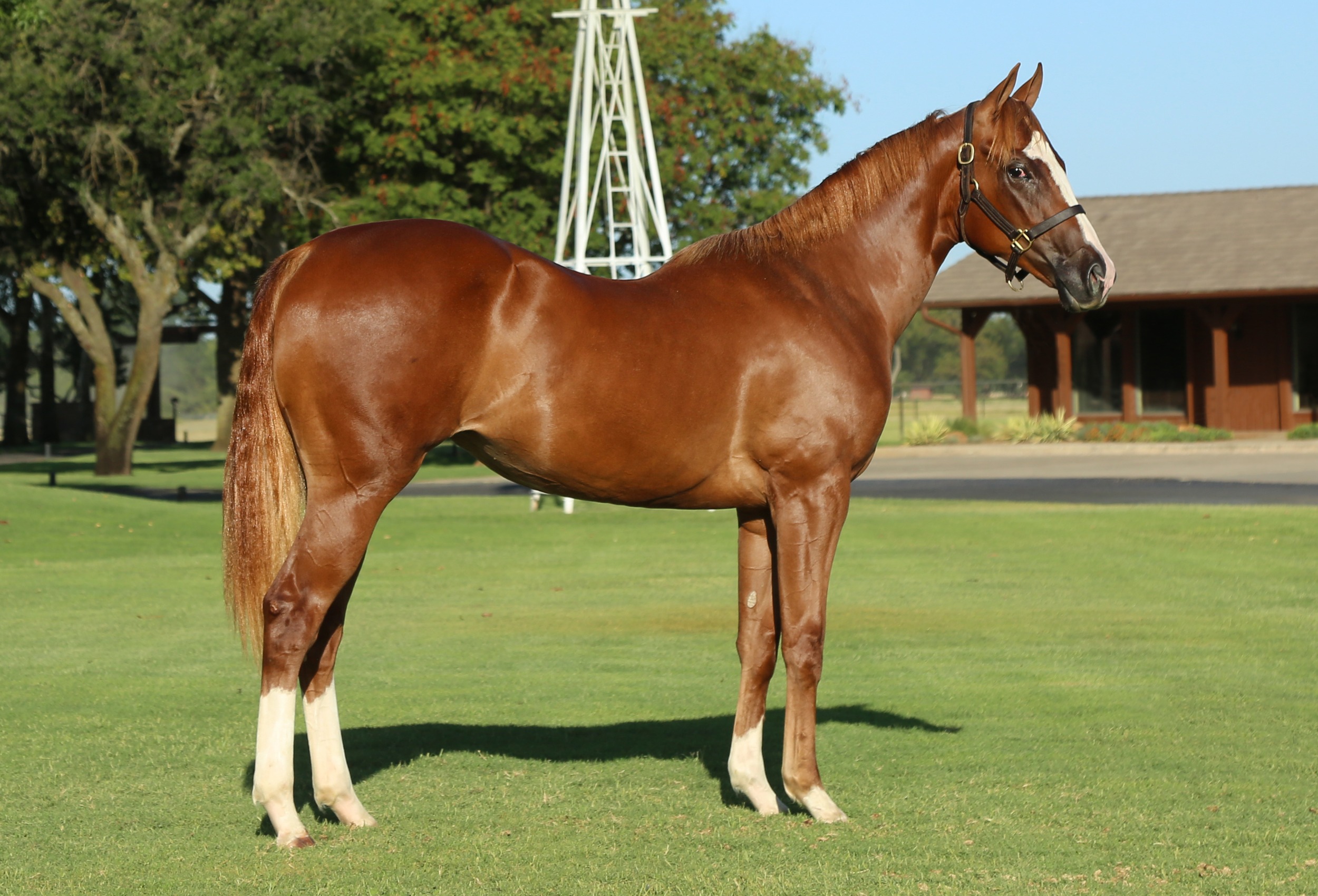 Hip #831: Saving Grayce